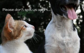 Family pet travel and house sitting