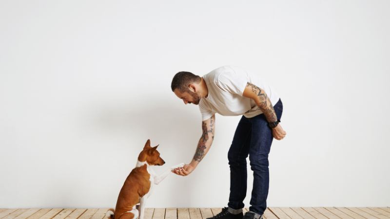 Friendly dog greeting sitter