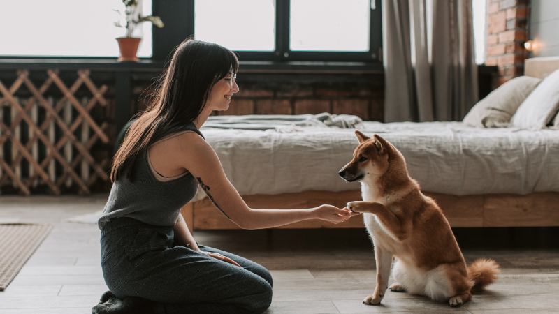 Dog sitter greeting a dog in a safe home environment